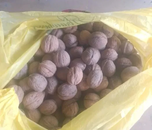 Орех грецкий . Кругляк и обычный - фото № 1