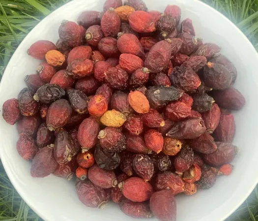 Шипшина Шиповник Продам Якісний - фото № 1