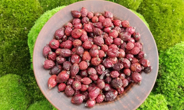 Шипшина сушена , шиповник сушеный - фото № 1