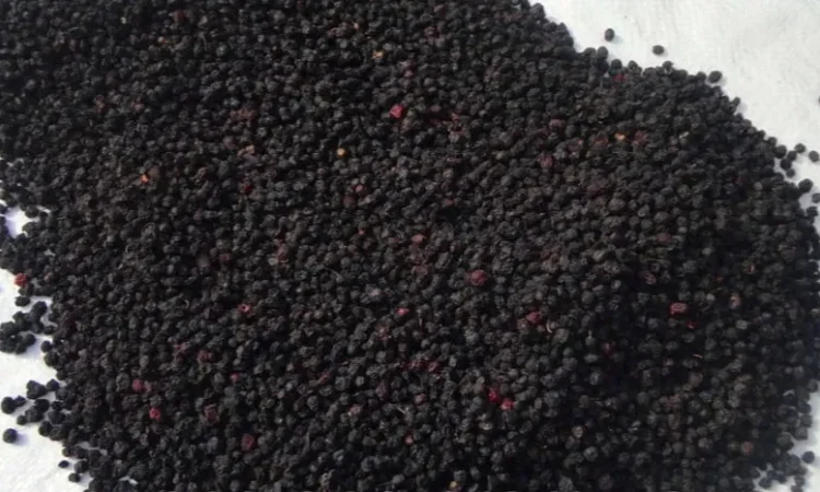 Сушена карпатська чорниця, черника сушёная - фото № 1