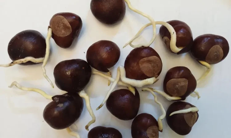 Каштан рожевий Бріотті пророщений насіння - фото № 1