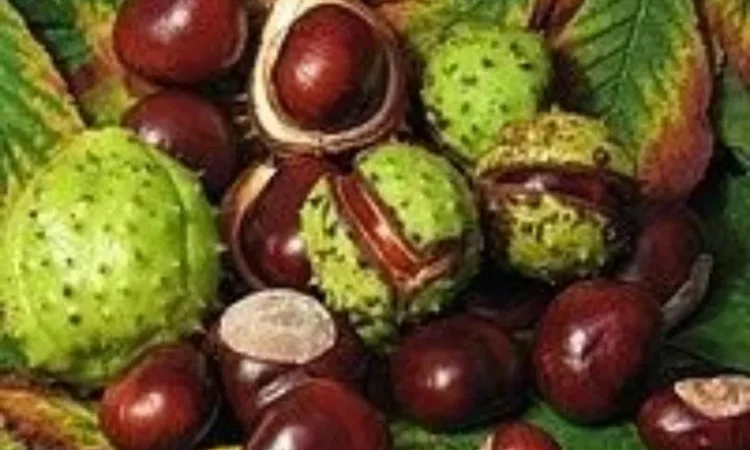 Каштан конский урожай 2025 - фото № 1