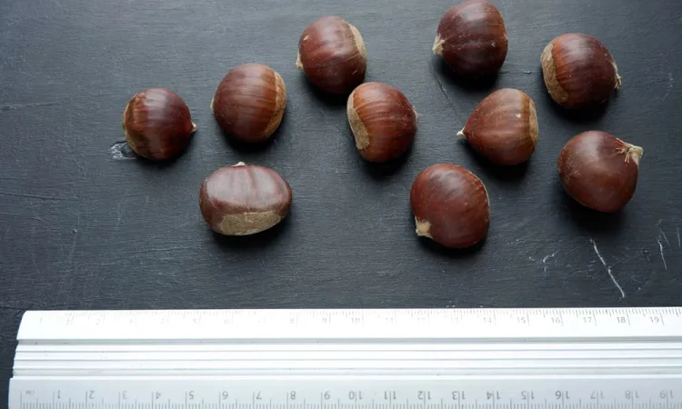 Каштан їстівний насіння посівний на посадку - фото № 1