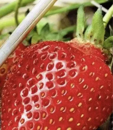 Продам смородину замороженную - фото № 2