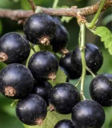 Продам смородину замороженную - фото № 1