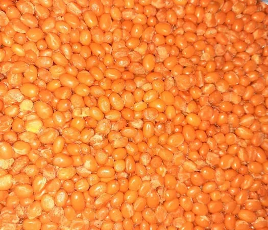 Облепиха ягода Обліпиха - фото № 1