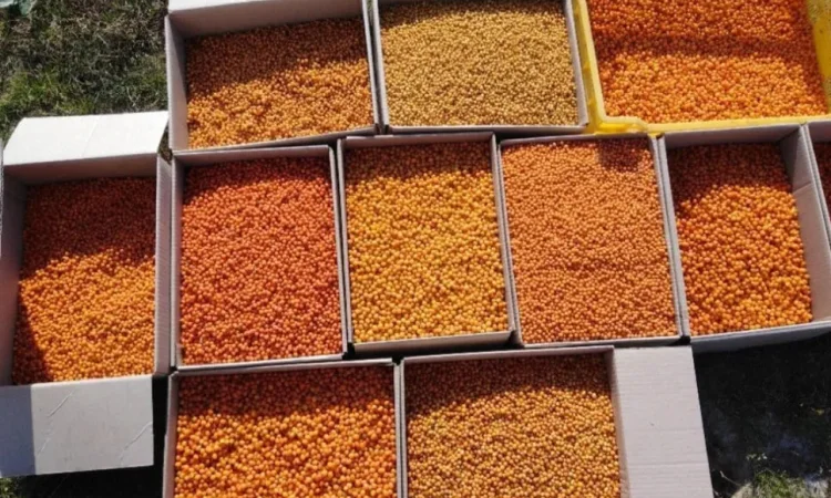 Облепиха. Облiпиха. - фото № 1