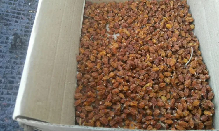 Суха Обліпиха, облепиха - фото № 1