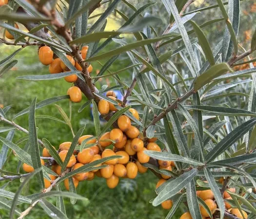 Обліпиха сортова з домашнього саду - фото № 1