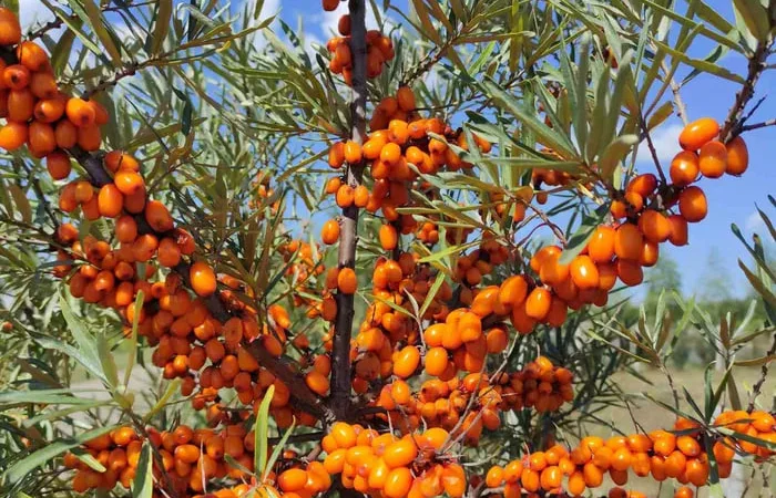 Обліпиха ароматна - фото № 1