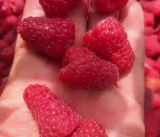 Малина Гордість України - фото № 1