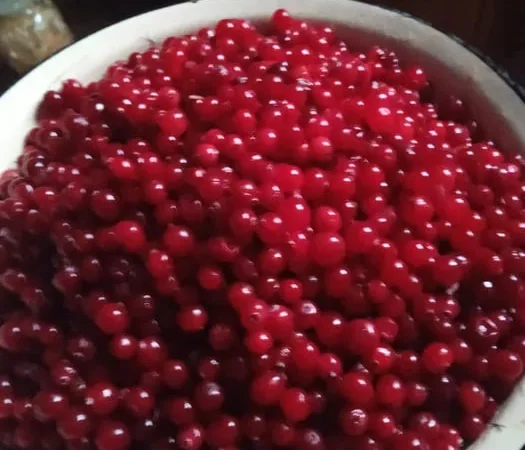 Клюква/ Журавлина - фото № 1