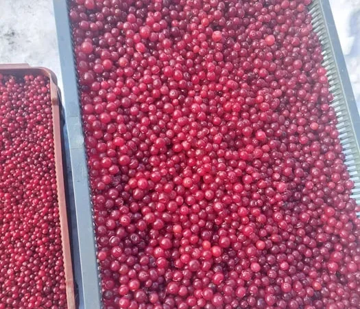 Продам свіжу Клюкву [Журавлину] - фото № 1