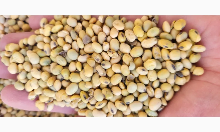 Продается 22 тонны сои - фото № 2