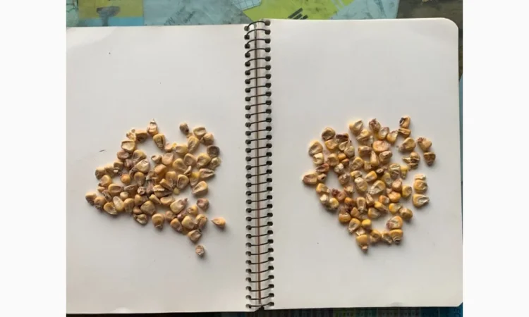 Кукуруза с влажностью 14-15% в продаже - фото № 1