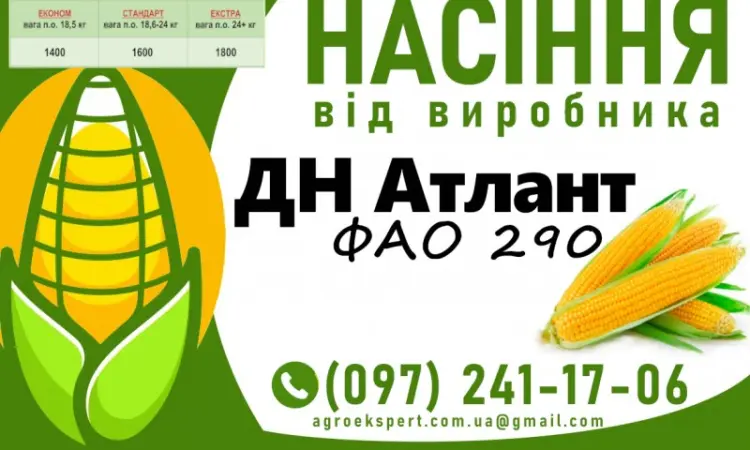 Насіння кукурудзи ДН Атлант (ФАО 290) 2025 от производителя - фото № 1