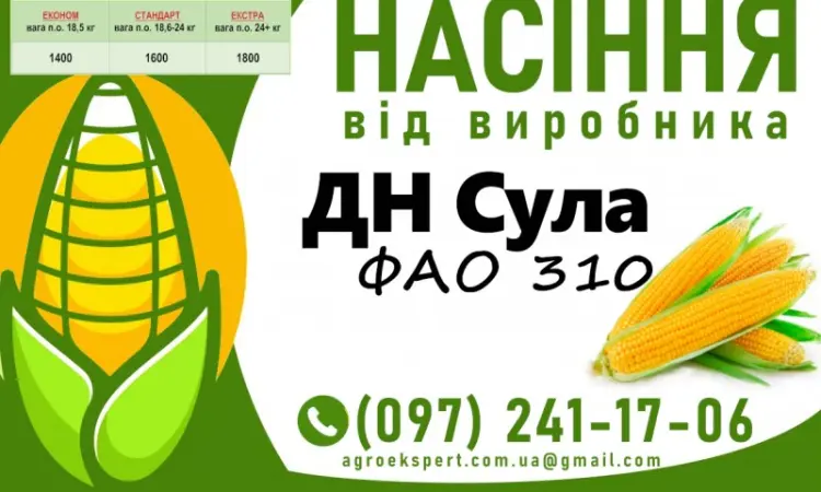 Насіння кукурудзи ДН Сула (ФАО 310) на 2025 рік від виробника - фото № 1