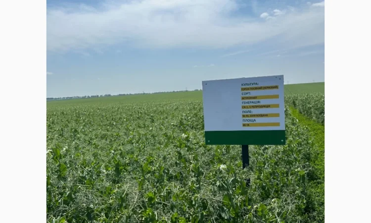 Насіння жовтого гороху Астронавт – продаж - фото № 1