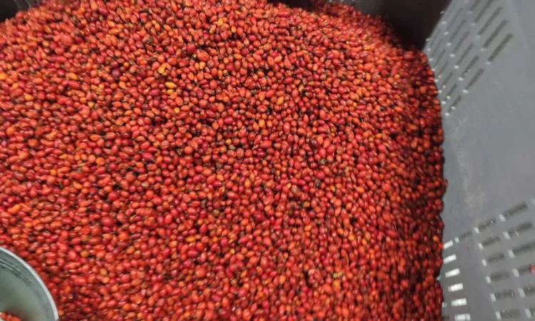 Продается замороженная шипшина 25 кг - фото № 1