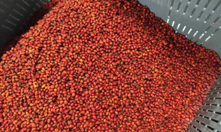 Продается замороженная шипшина 25 кг - фото № 2