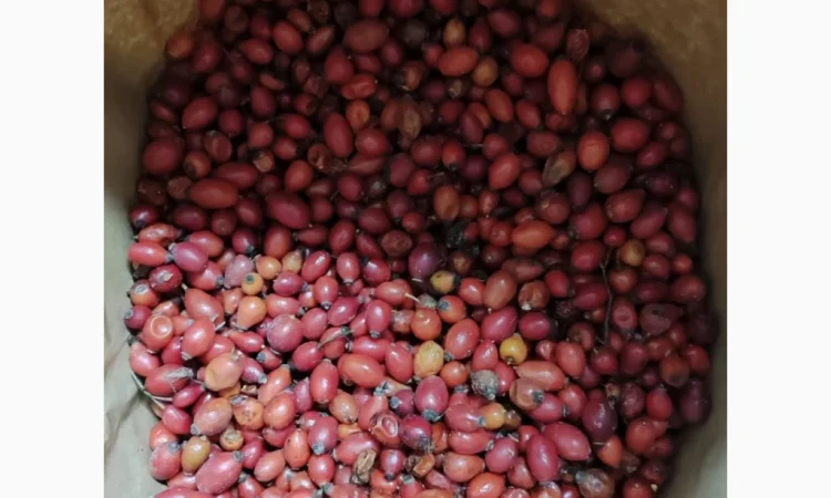 Продается замороженная шипшина 25 кг - фото № 3