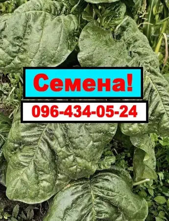 Семена Табака. Семена табака Махорки - фото № 1