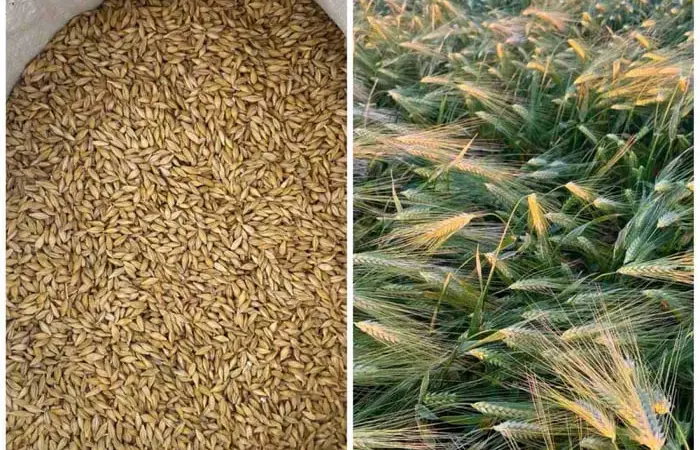 Ячмень яровой, сорт Вакула первая репродукция. - фото № 1