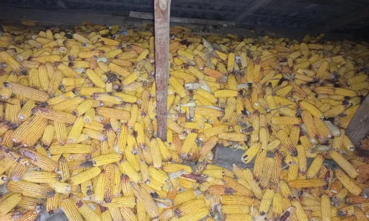 Продается кукуруза в качанах - фото № 1
