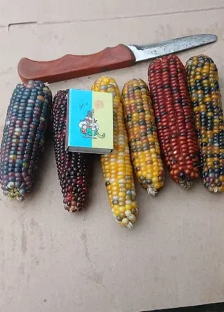 Мармурова кукурудза в качанах - фото № 1