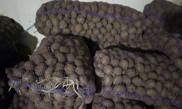 Картошка посадочная Беллароса и Цыганка в продаже - фото № 1