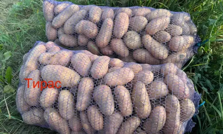 Продам картоплю Тирас ПЕРША РЕПРОДУКЦІЯ - фото № 1