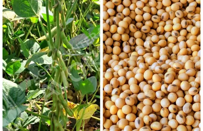 Продается посевная соя от производителя - фото № 1