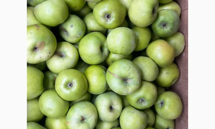 Продается яблоки сорта Симиренка - фото № 1