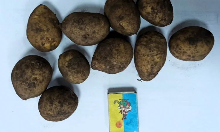 Картопля Тоскана 35/45 в продаже - фото № 2