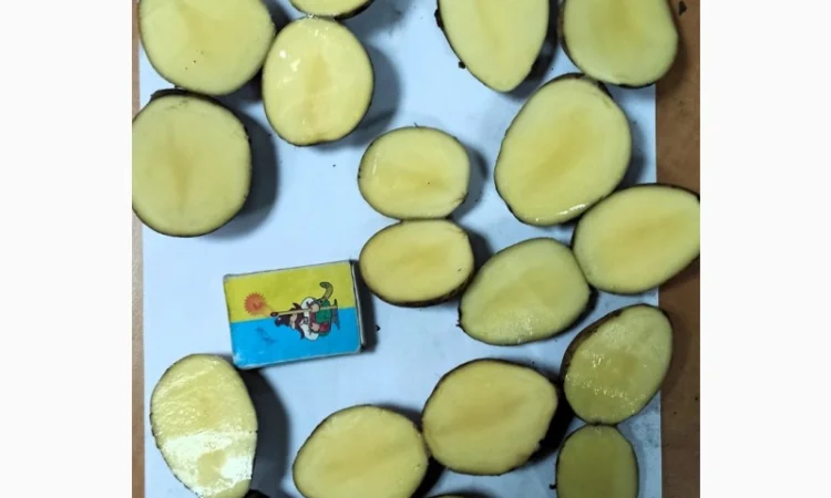 Картопля Тоскана 35/45 в продаже - фото № 1