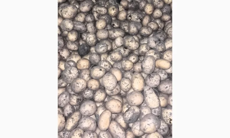 Картопля Тоскана 35/45 в продаже - фото № 3