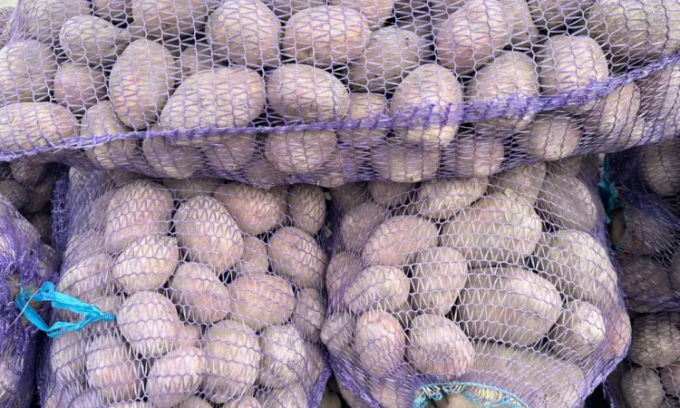 Продается картофель сорта Белая Роса - фото № 1