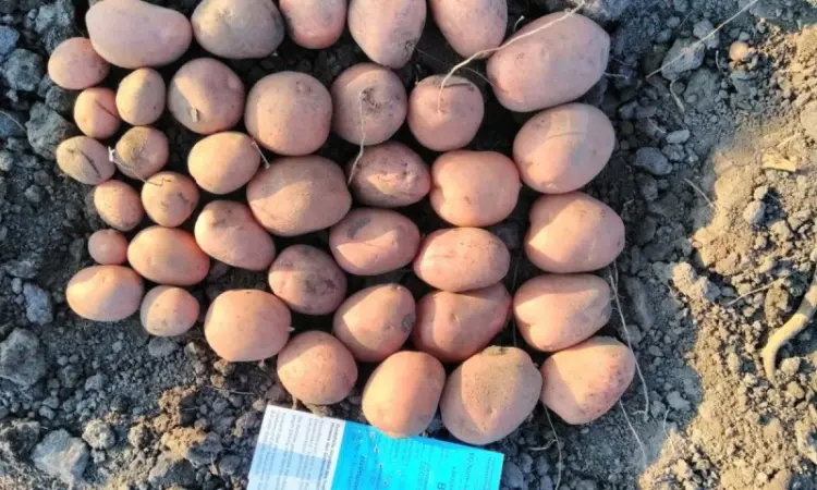 Продам семенной картофель сорта Беллароза. 2 репродукции. Опт от 10 тонн - фото № 1