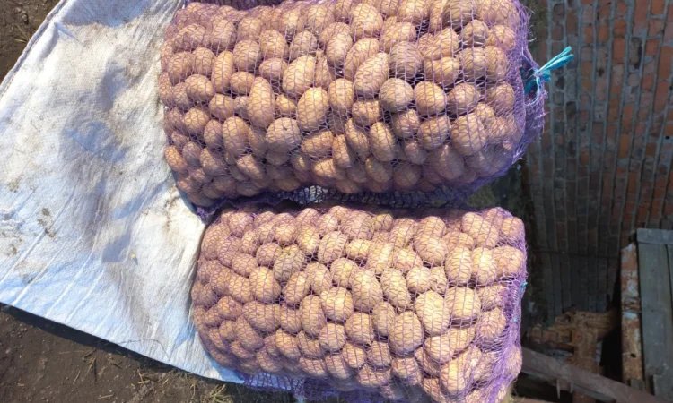 Пропонується насінневий картопля сортів Беллароза та Арізона - фото № 1