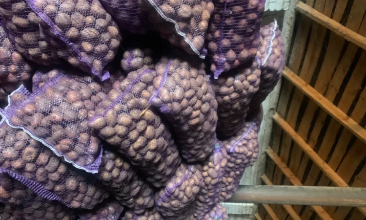 Продается семенной картофель - фото № 3