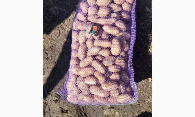 Продается посадочная картошка сорта ГРАНАДА - фото № 1