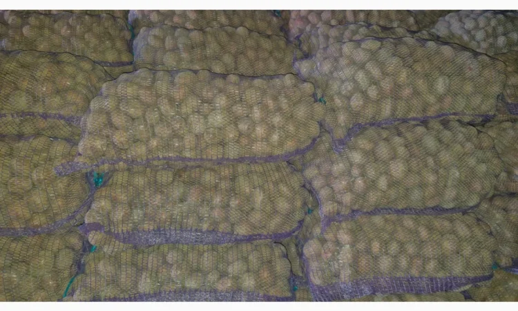 Продается семенной картофель сорта Білароса - фото № 2