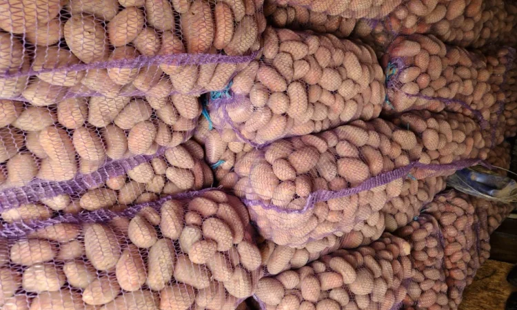 Пропонується картопля сорту Біла роса по 6 грн - фото № 3