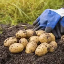 Посадочная картофель Саншайн Днепропетровская область купить качественную - фото № 1