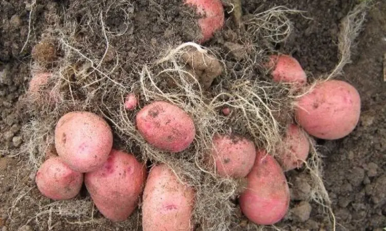 Продам семенной картофель сорт Белла росса - фото № 1