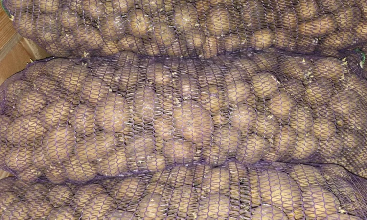 Продается посадочный картофель Ривьера - фото № 1