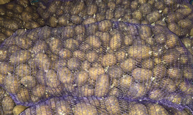 Продается посадочный картофель Ривьера - фото № 2