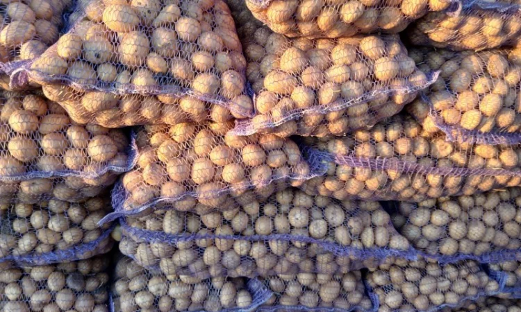 Продаж посадкової картоплі сорту Арізона - фото № 1