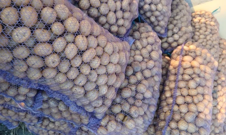 Продаж посадкової картоплі сорту Арізона - фото № 2