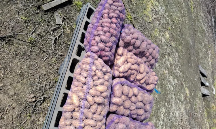 Продается домашний картофель различных сортов - фото № 2